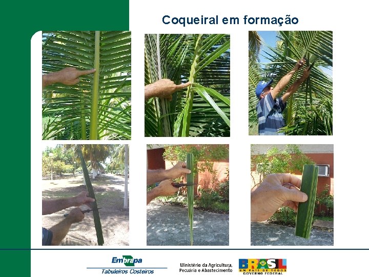 Coqueiral em formação 