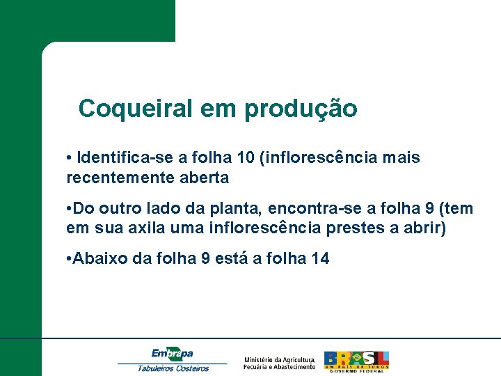 Coqueiral em produção • Identifica-se a folha 10 (inflorescência mais recentemente aberta • Do