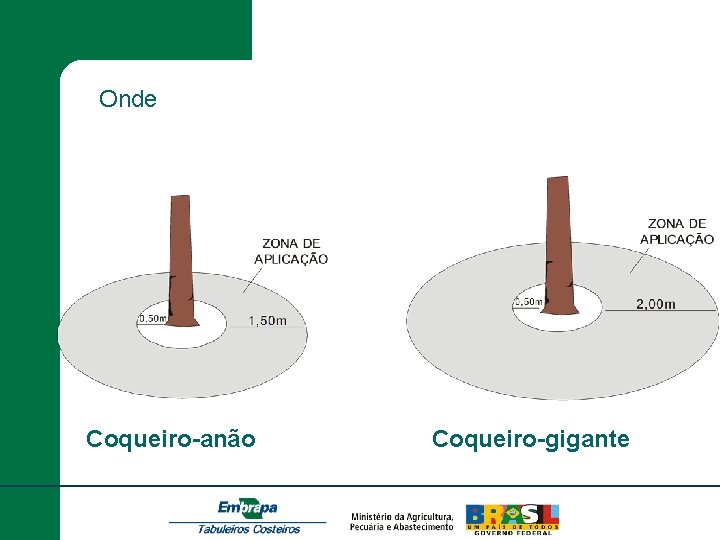 Onde Coqueiro-anão Coqueiro-gigante 