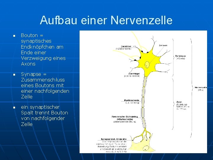 Aufbau einer Nervenzelle n n n Bouton = synaptisches Endknöpfchen am Ende einer Verzweigung