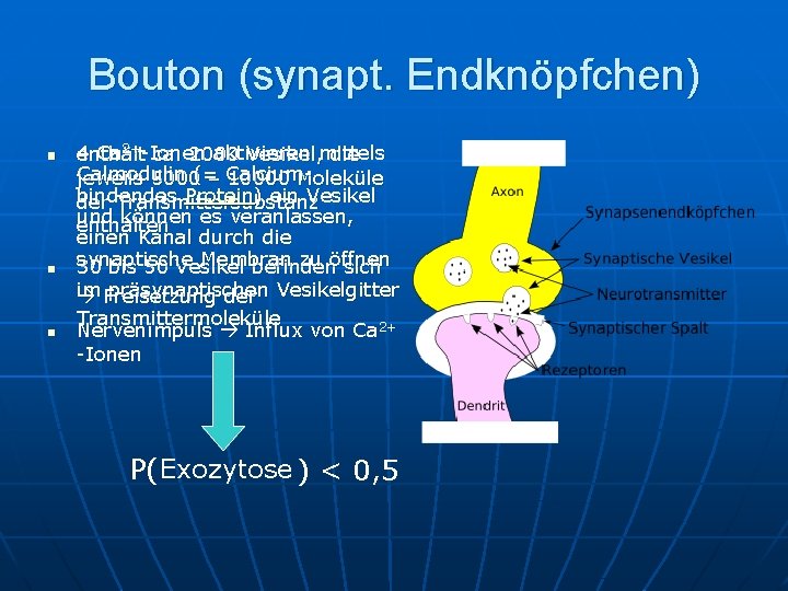 Bouton (synapt. Endknöpfchen) n n n 4 Ca 2+-Ionen aktivieren enthält ca. 2000 Vesikel,