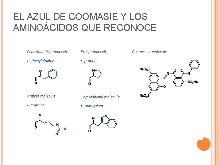 EL AZUL DE COOMASIE Y LOS AMINOÁCIDOS QUE RECONOCE 