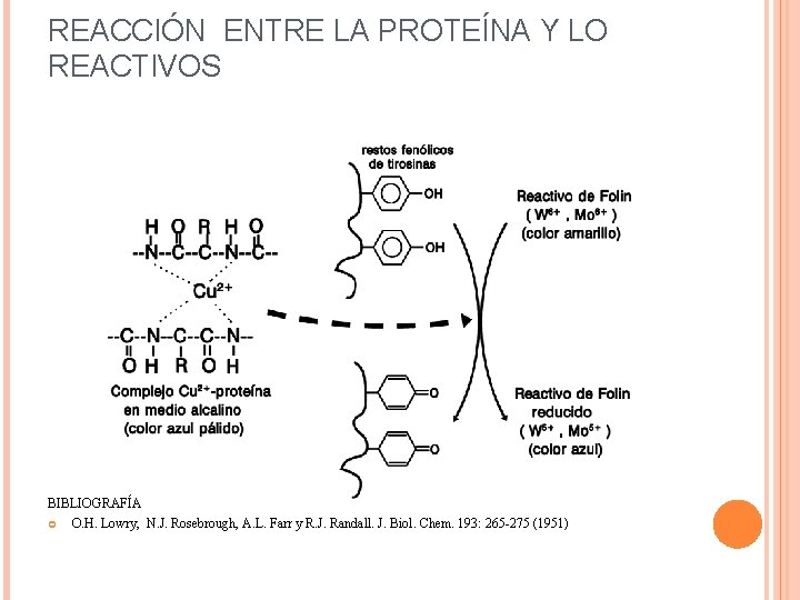 REACCIÓN ENTRE LA PROTEÍNA Y LO REACTIVOS BIBLIOGRAFÍA O. H. Lowry, N. J. Rosebrough,