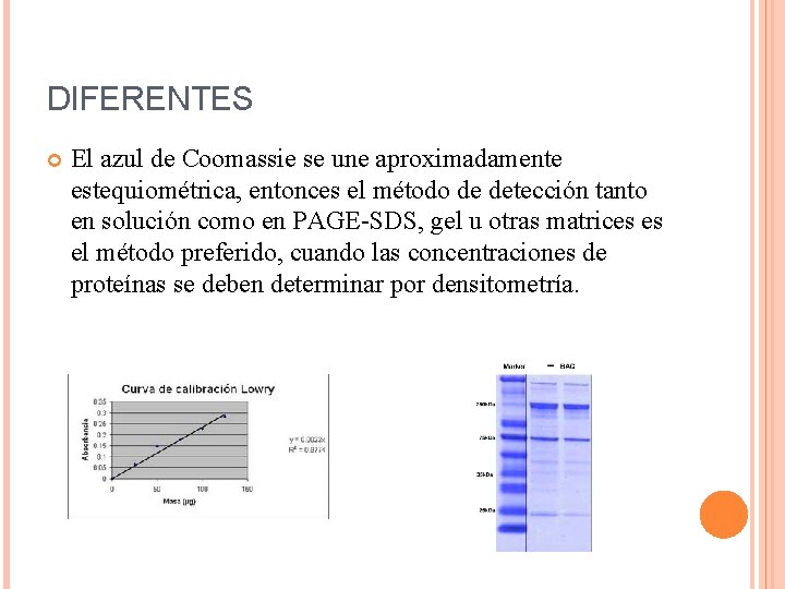 DIFERENTES El azul de Coomassie se une aproximadamente estequiométrica, entonces el método de detección