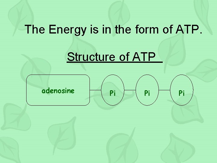 The Energy is in the form of ATP. Structure of ATP adenosine Pi Pi
