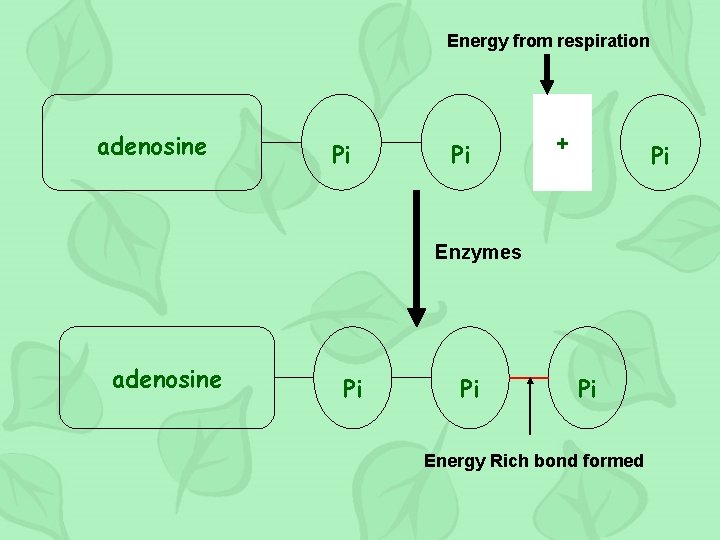 Energy from respiration adenosine Pi Pi + Pi Enzymes adenosine Pi Pi Pi Energy