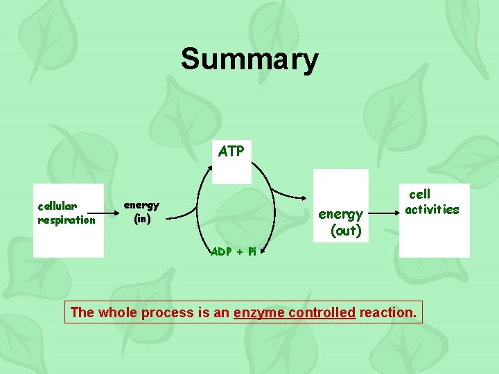 Summary ATP cellular respiration energy (out) energy (in) energy (out) cell activities ADP +