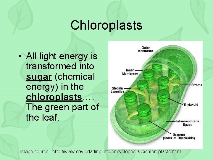 Chloroplasts • All light energy is transformed into sugar (chemical energy) in the chloroplasts….