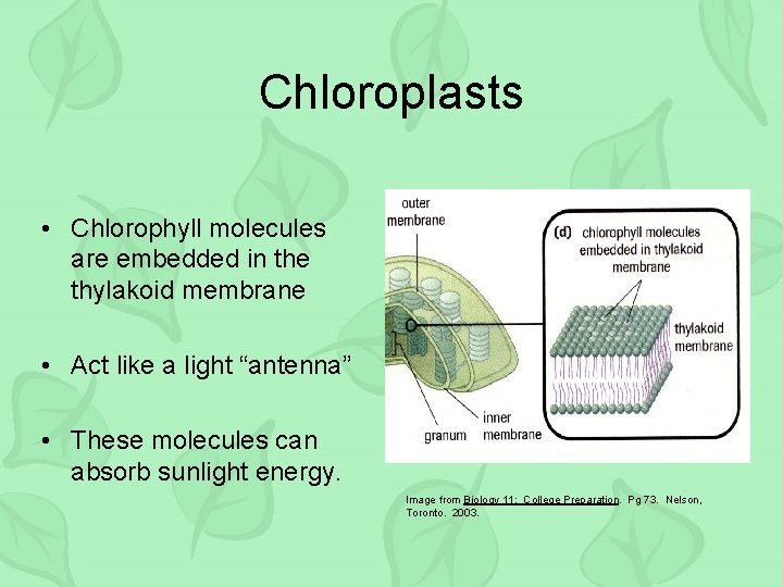 Chloroplasts • Chlorophyll molecules are embedded in the thylakoid membrane • Act like a