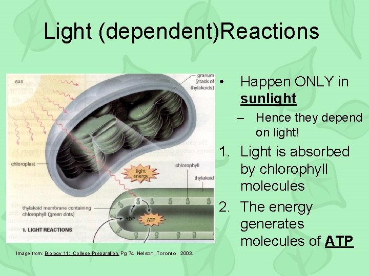 Light (dependent)Reactions • Happen ONLY in sunlight – Hence they depend on light! 1.