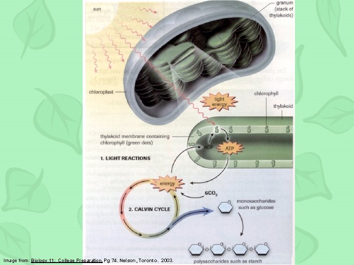 Summary Image from: Biology 11: College Preparation. Pg 74. Nelson, Toronto. 2003. 