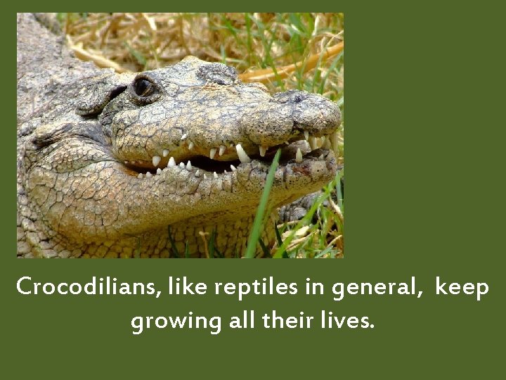 Crocodilians, like reptiles in general, keep growing all their lives. 