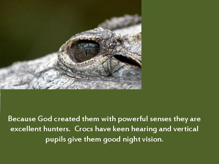 Because God created them with powerful senses they are excellent hunters. Crocs have keen