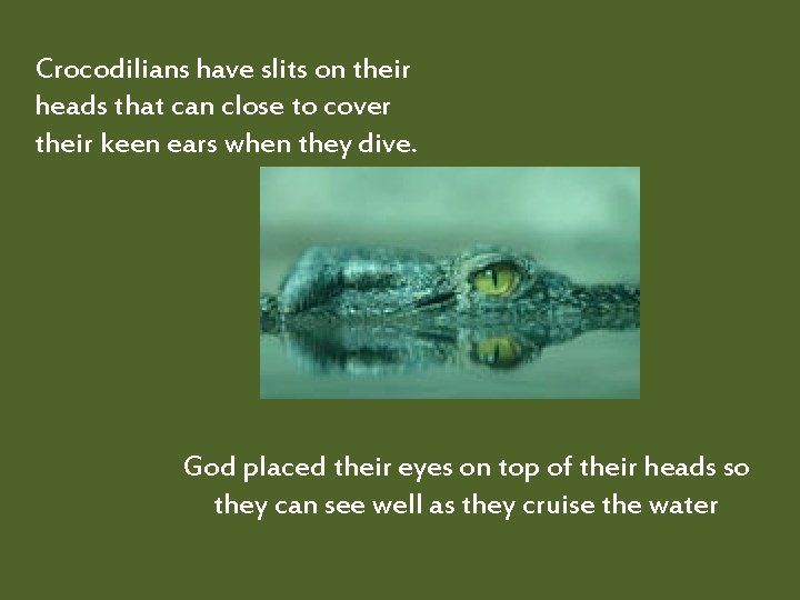 Crocodilians have slits on their heads that can close to cover their keen ears