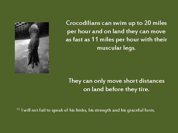 Crocodilians can swim up to 20 miles per hour and on land they can