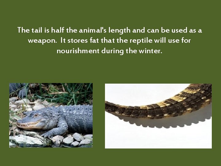 The tail is half the animal's length and can be used as a weapon.