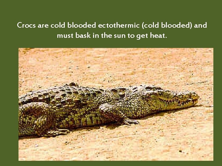 Crocs are cold blooded ectothermic (cold blooded) and must bask in the sun to