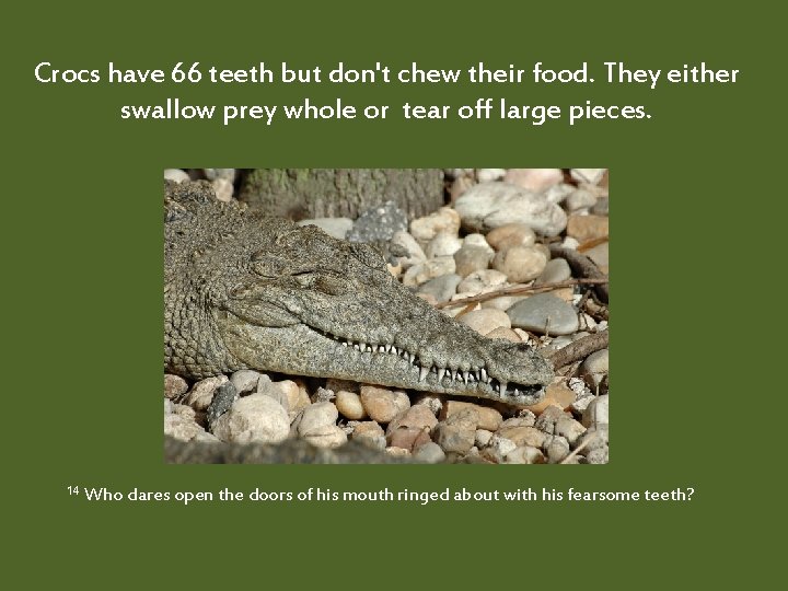 Crocs have 66 teeth but don't chew their food. They either swallow prey whole