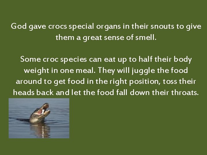 God gave crocs special organs in their snouts to give them a great sense