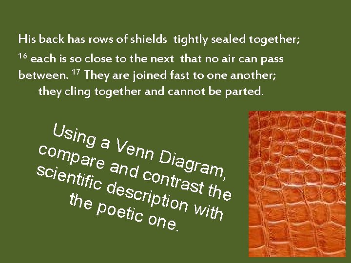 His back has rows of shields tightly sealed together; 16 each is so close