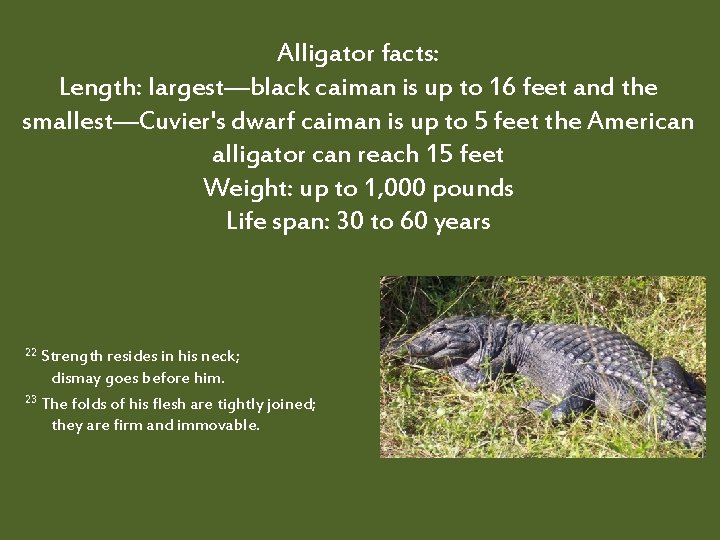 Alligator facts: Length: largest—black caiman is up to 16 feet and the smallest—Cuvier's dwarf