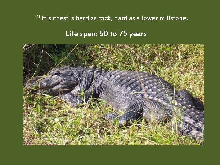 24 His chest is hard as rock, hard as a lower millstone. Life span: