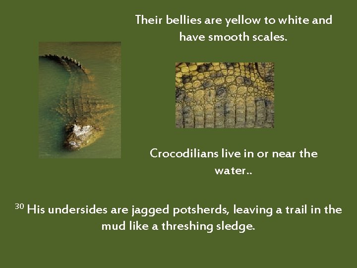 Their bellies are yellow to white and have smooth scales. Crocodilians live in or
