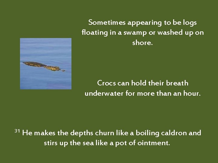 Sometimes appearing to be logs floating in a swamp or washed up on shore.