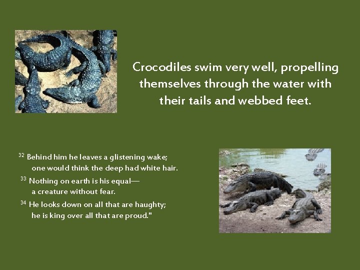 Crocodiles swim very well, propelling themselves through the water with their tails and webbed