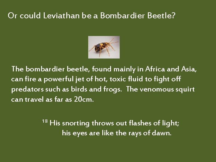 Or could Leviathan be a Bombardier Beetle? The bombardier beetle, found mainly in Africa