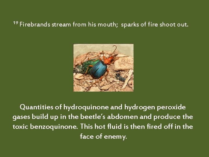  19 Firebrands stream from his mouth; sparks of fire shoot out. Quantities of