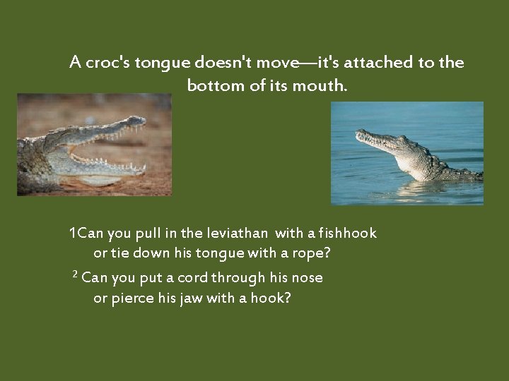 A croc's tongue doesn't move—it's attached to the bottom of its mouth. 1 Can