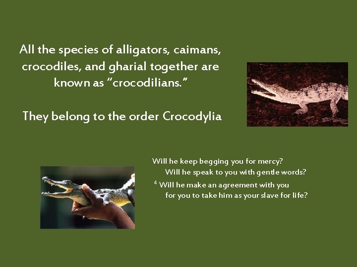All the species of alligators, caimans, crocodiles, and gharial together are known as “crocodilians.