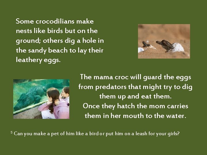 Some crocodilians make nests like birds but on the ground; others dig a hole