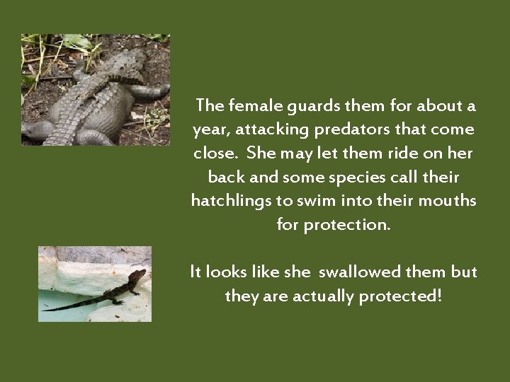  The female guards them for about a year, attacking predators that come close.