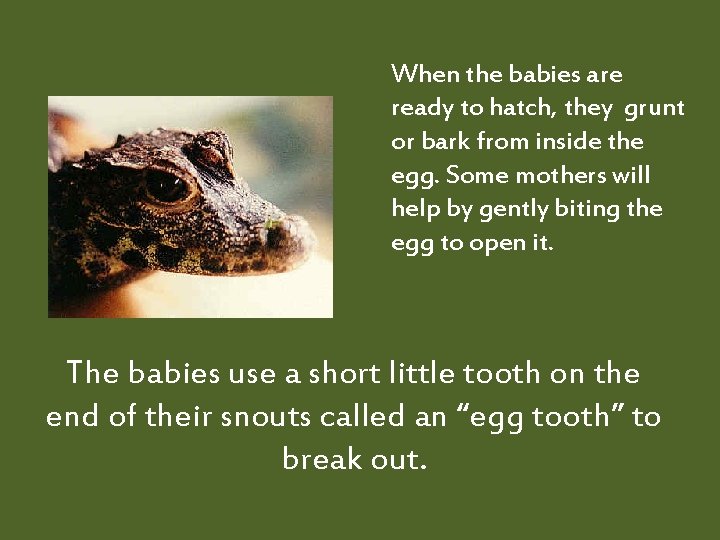 When the babies are ready to hatch, they grunt or bark from inside the