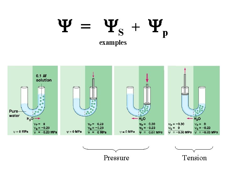 Y = YS + Yp examples Pressure Tension 