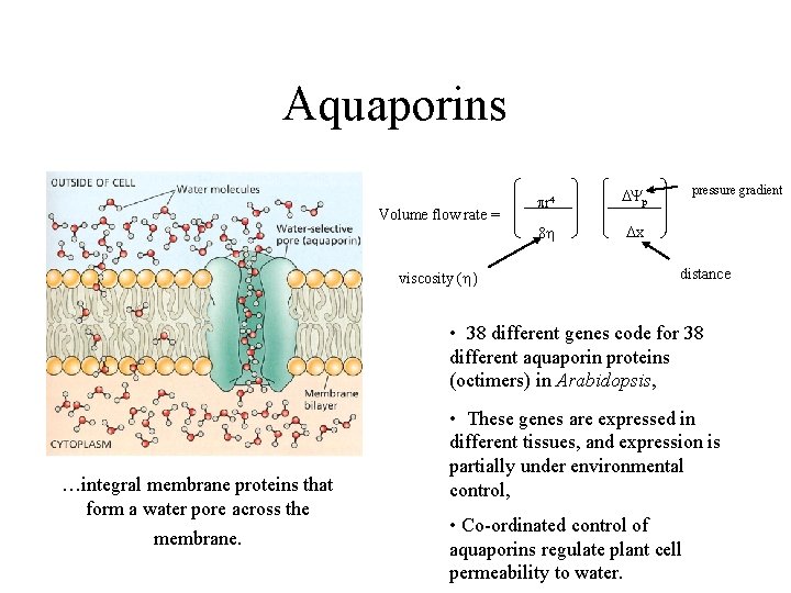 Aquaporins Volume flow rate = viscosity (h) pr 4 DYp 8 h Dx pressure