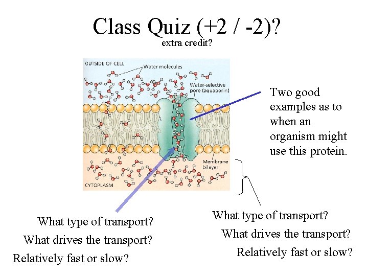 Class Quiz (+2 / -2)? extra credit? Two good examples as to when an