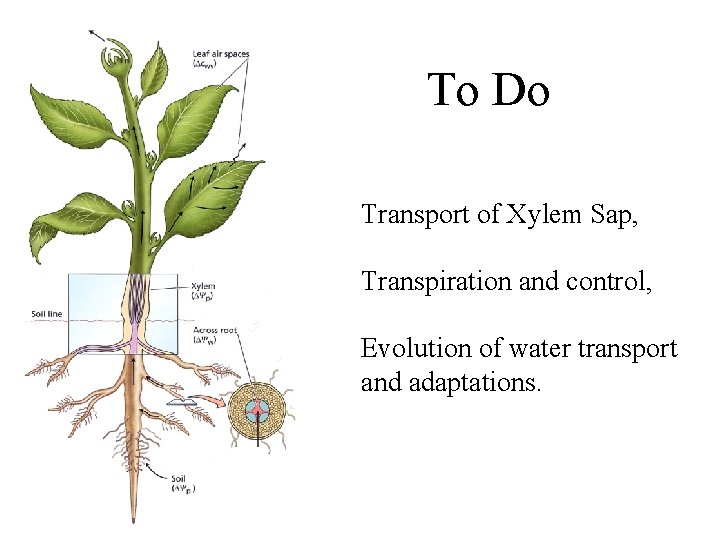 To Do Transport of Xylem Sap, Transpiration and control, Evolution of water transport and