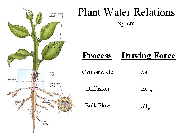 Plant Water Relations xylem Process Osmosis, etc. Driving Force DY Diffusion Dcwv Bulk Flow
