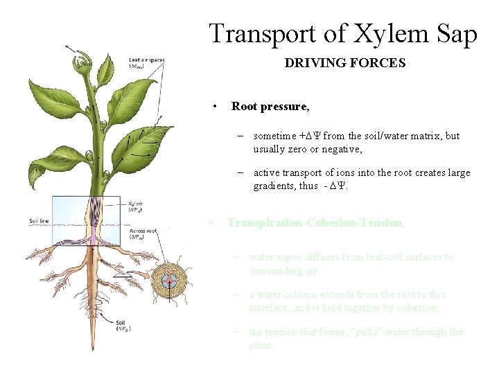Transport of Xylem Sap DRIVING FORCES • Root pressure, – sometime +DY from the