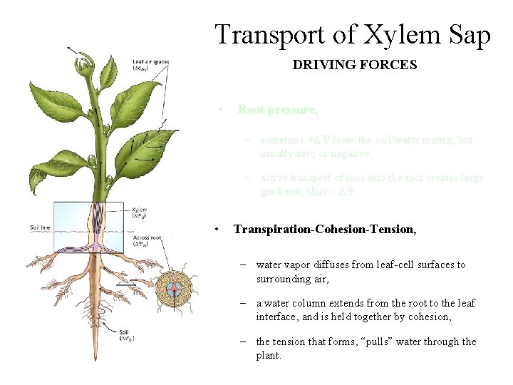 Transport of Xylem Sap DRIVING FORCES • Root pressure, – sometime +DY from the