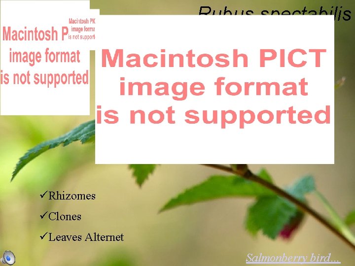 Rubus spectabilis Salmonberry üRhizomes üClones üLeaves Alternet Salmonberry bird… 