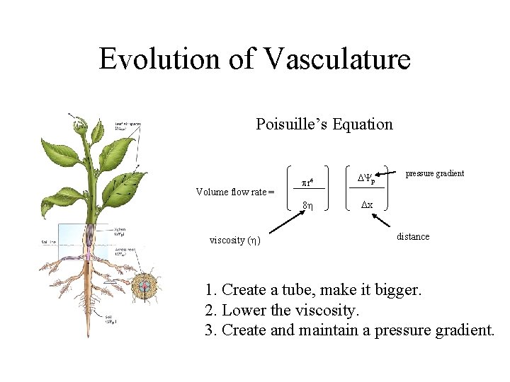 Evolution of Vasculature Poisuille’s Equation Volume flow rate = viscosity (h) pr 4 DYp