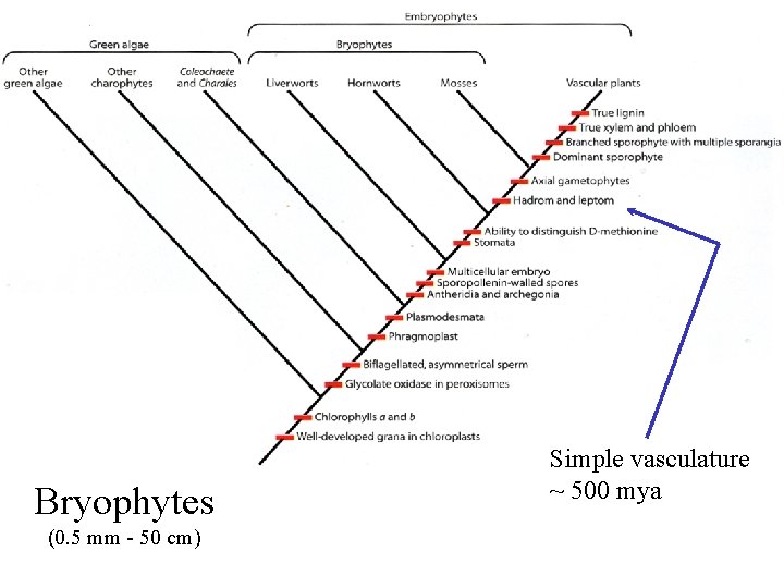 Bryophytes (0. 5 mm - 50 cm) Simple vasculature ~ 500 mya 