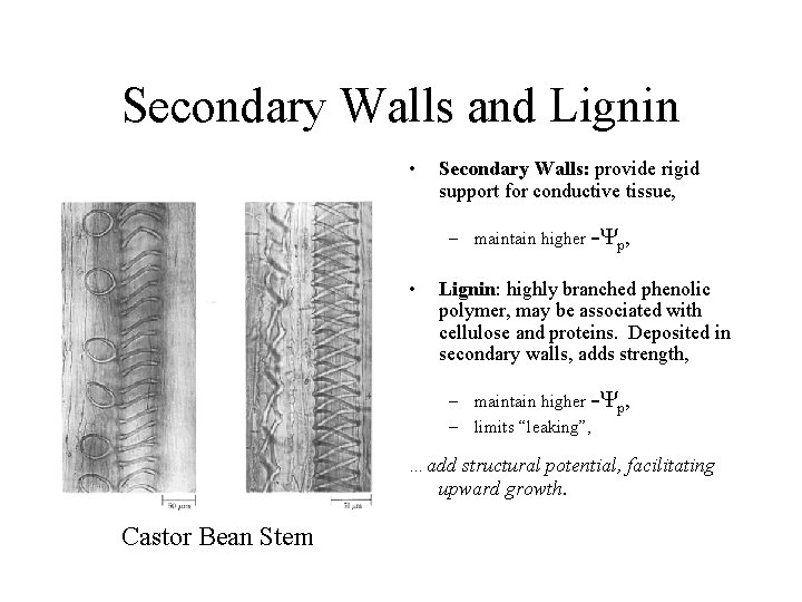 Secondary Walls and Lignin • Secondary Walls: provide rigid support for conductive tissue, –