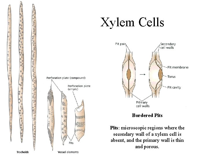 Xylem Cells Bordered Pits: microscopic regions where the secondary wall of a xylem cell