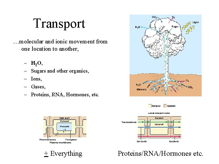 Transport …molecular and ionic movement from one location to another, – – – H