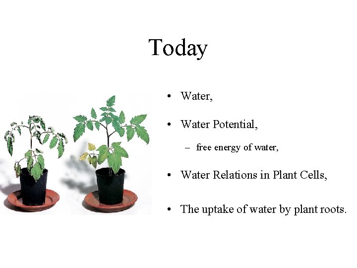 Today • Water, • Water Potential, – free energy of water, • Water Relations